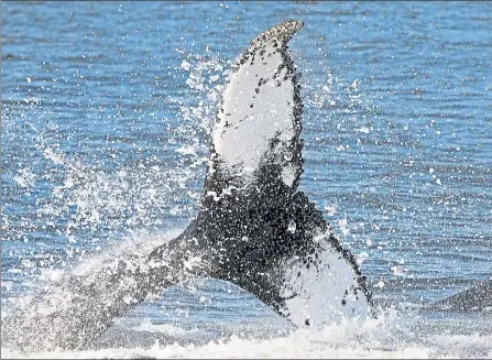  ?? MATT STONE / BOSTON HERALD FILE ?? A humpback whale splashes the water on Stellwagen Bank.