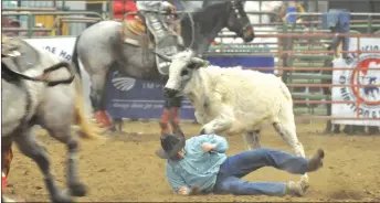  ?? ?? Provost steer wrestler Casey Lawes tries to turn his opponent.