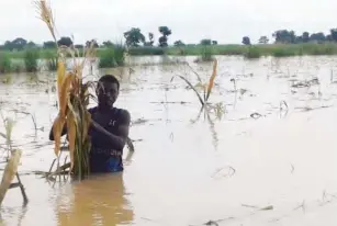  ??  ?? Malam Abdullahi Ibrahim in his submerged farm