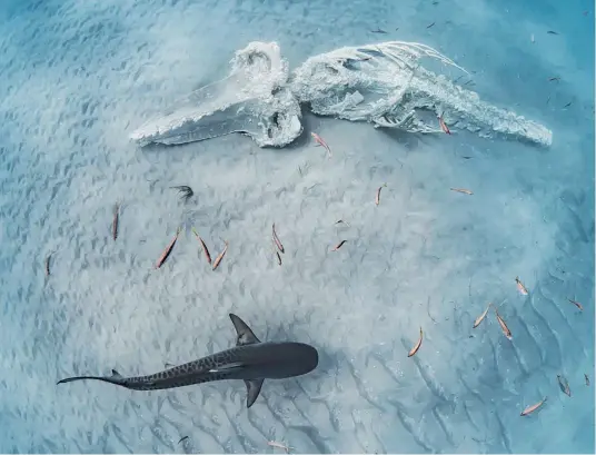  ?? ?? West Australia photograph­er Ashlee Jansen was named overall winner of the Australian Geographic Nature Photograph­er of the Year for this image of a shark circling a whale skeleton.