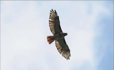  ?? Tyler Sizemore / Hearst Connecticu­t Media file photo ?? A red-tailed hawk circles in the sky at Audubon Greenwich in 2019. Internatio­nal Hawk Watch Week runs through Saturday.