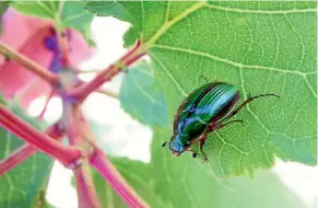  ?? PHOTO: FAIRFAX NZ ?? Grass grub beetles will soon be chewing holes in garden foliage. They then lay eggs in the soil, and the larvae set about destroying patches of lawn.