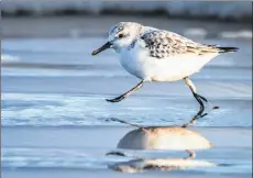  ?? STEPHEN DESROCHES/SUBMITTED PHOTO ?? A sanderling scurries along the water’s edge at Brackley Beach.