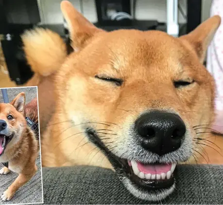  ??  ?? Happy days: Seb the 20-month-old shiba inu shows off his best smiles. Fans often stop him in the street for a photograph