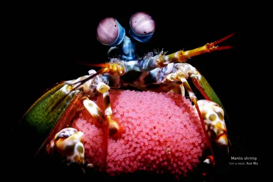  ?? Ace Wu
TEXT & IMAGE: ?? Mantis shrimp