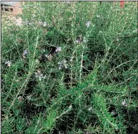  ??  ?? Creeping varieties of rosemary can be used as an elegant groundcove­r.