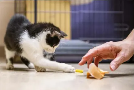  ?? Michael M. Santiago/ Post- Gazette photos ?? Paxton plays with a pasta noodle as Suzanne Denk, animal enrichment specialist at Animal Friends, reaches for another toy, a tea bag wrapper.