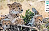  ??  ?? FAMILY PORTRAITCh­illi the cheetah with her cubs, left; the Manor, above