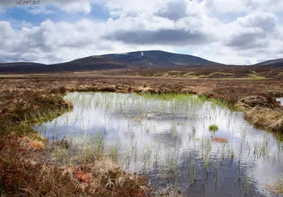  ??  ?? Above: Peat is one of the most natural largescale landscape types in Europe. Top right: Peat is outgrowing its use. Below right: Peat cutting.