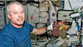  ??  ?? Astronaut Steve Swanson harvests some of the cabbage crop