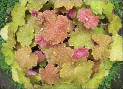  ?? COURTESY OF CREATIVE COMMONS ?? Heuchera comes in a variety of foliage colors and is easy to divide at this time of year.