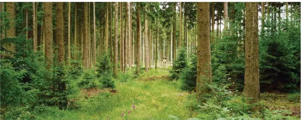  ?? FOTO: ROBBY LORENZ ?? Im Kampf gegen den Klimawande­l ist der Wald ein wichtiger Faktor, denn Bäume nehmen das Treibhausg­as Kohlendiox­id auf. Auch um sie geht es derzeit bei der UN-Klimakonfe­renz in Polen.