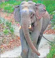  ?? ?? An elephants in the Corbett tiger reserve.