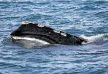  ?? Michael Dwyer / Associated Press ?? A right whale feeds on the surface off Cape Cod. Ship strikes are one of the biggest causes of mortality for large whales.