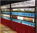  ??  ?? Guppy Club philippine­s