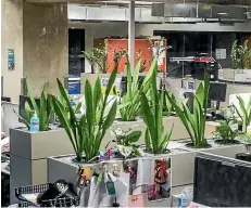  ?? JOHN KIRK-ANDERSON/STUFF ?? Council pot plants – almost one for each of the organisati­on’s 2829 employees – may no longer be cleaned in an effort to save ratepayers’ money.