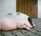  ??  ?? Leni, das Hängebauch­schwein von Familie Mayr in Wetzlers: Was für ein Leben beim Café ’s idipfla.