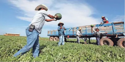  ?? JACOB FORD/ ODESSA AMERICAN VIA AP ?? Migrant workers pass freshly picked watermelon down a line to a produce trailer in a watermelon field in Coyanosa, Texas.