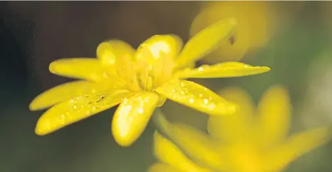  ??  ?? MELLOW YELLOW: Lesser celandines are one of the most colourful harbingers of spring to be seen in our woodlands.