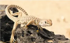  ?? David Lamfrom / National Parks Conservati­on Associatio­n ?? A desert iguana is part of the ecosystem at Mojave Trails National Monument, one of two California desert sites designated in 2016.