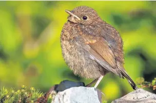  ?? Alan Price ?? Just a few weeks old, food on a bird table can make the world of difference to this spotty young robin