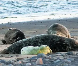  ??  ?? ●● A Walney island seal pup on the beach with its mother – one of the first to be born on the English shores of the Irish Sea in living memory