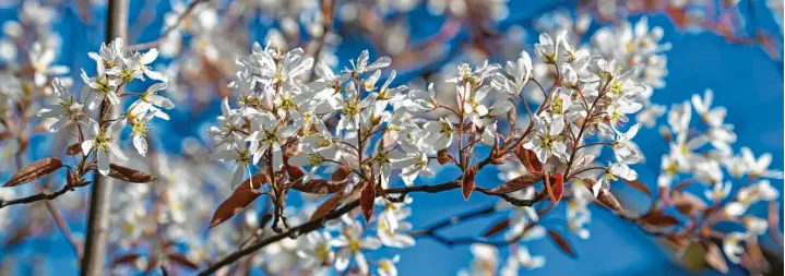  ?? Foto: M. Schuppich, Adobe Stock ?? Allein diese Blüten: Felsenbirn­en sind eine Pracht.