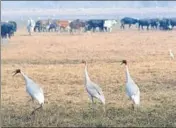  ?? SUNIL GHOSH/HT ?? ■ Sarus cranes at the Dhanauri wetland in Greater Noida, UP, in January 2019