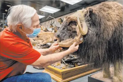  ?? Elizabeth Brumley Las Vegas Review-journal ?? Steve Rowland, emeritus geology professor at UNLV and lab manager at the Las Vegas Natural History Museum, holds a fossilized jaw up to a musk ox taxidermy to show the fit Aug. 13 at the museum.