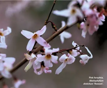  ??  ?? Pink forsythia,Abeliophyl­lum distichum ‘Roseum’.