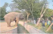  ?? AFP ?? Media representa­tives take photograph­s of Kaavan at the Marghazar Zoo in Islamabad on Saturday.