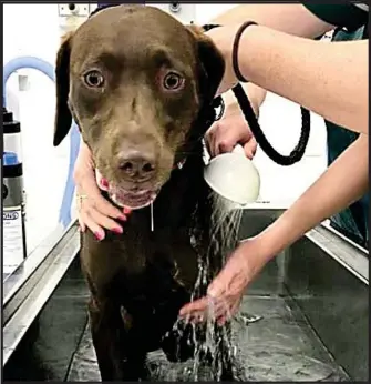  ??  ?? Lucky escape: A dog rescued by police from a hot car is cooled down by vets