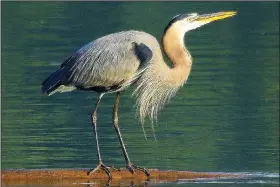  ?? Courtesy photo/PHYLLIS KANE ?? A great blue heron walks the shallows at Lake Fayettevil­le in late May.