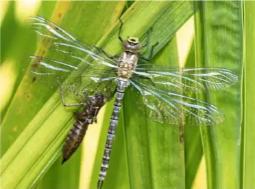  ??  ?? A green drake mayfly, newly emerged on a riverside grass stem. It has large, dark-veined hind wings and three tails (left). A recently hatched dragonfly, its wings almost transparen­t, next to the shell of the nymph (right).