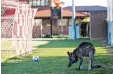  ?? Foto: Atkin, dpa ?? Sicher ein guter Torhüter: das Känguru auf dem Fußballpla­tz.