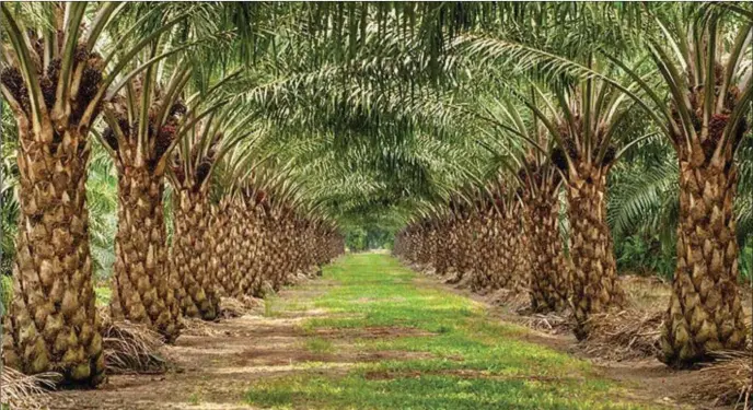  ??  ?? A palm oil plantation