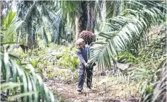  ??  ?? FGV’s plantation sector recorded a significan­t improvemen­t to register RM148 million profits for 1H2017 compared with losses of RM9.69 million chalked up in the previous year due to higher prices, better output and lower production cost of crude palm oil. —Reuters photo