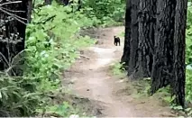  ?? MARK ORR ?? Mark Orr took this photo while mountain biking in 2020. It appears to be another sighting of the Canterbury big cat.