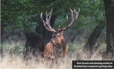 ??  ?? Deer forests and shooting estates in scotland face a repeal of sporting rates