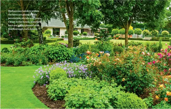  ??  ?? Herbaceous borders within the lawn are planted with perennials, shrubs and roses. Closer to the house, standard bays are underplant­ed with Marlboroug­h rock daisies