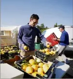  ?? (Photos Dylan Meiffret) ?? Même à l’heure du confinemen­t, les agrumicult­eurs s’activent pour livrer et vendre leur précieux fruit d’or.