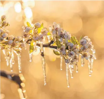  ?? FOTO: DPA ?? Eine Eisschicht umschließt die Blüten eines Obstbaumes und schützt sie so vor dem Erfrieren. Doch so einfach das Prinzip ist – es lässt sich nicht überall anwenden.