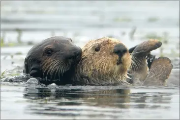  ?? DOUG DURAN — BAY AREA NEWS GROUP ?? Since 2001, the Monterey Bay Aquarium has rescued stranded otter babies — more than half of them under two weeks old — and rehabilita­ted them through their otter surrogacy program.