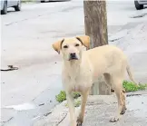  ?? / LUIS MURILLO ?? la ciudad. perritos en las calles de