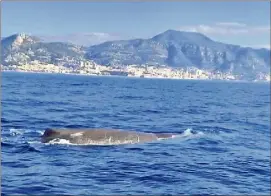  ?? (DR) ?? L’auteur de la vidéo assure que le cachalot est venu vers le bateau, dont les moteurs étaient coupés.