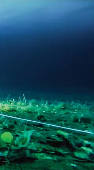  ?? FOTO: SCIENCE UNDER THE ICE ?? Under isen finns mycket liv.