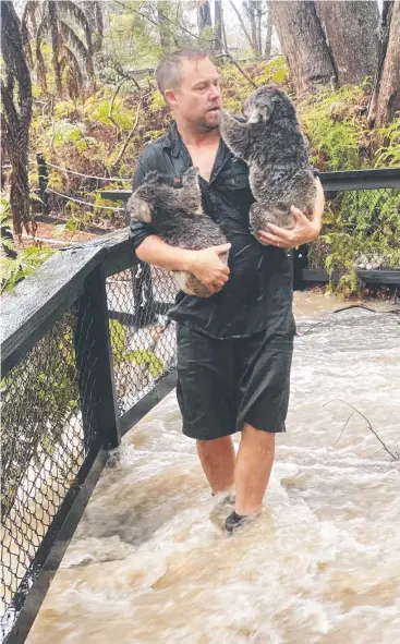  ?? Pictures: AUSTRALIAN REPTILE PARK/AFP and GAYE GERARD ?? RESCUED: An Australian Reptile Park staff member carries koalas during a flash flood at the park and, below, Sydney drivers navigate the wet roads.