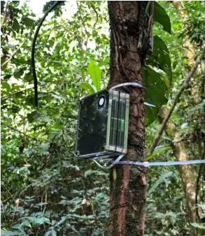  ?? JENNA LAWSON ?? Por su tamaño, las grabadoras se podían colocar en los árboles, al resguardo de visitantes o de cazadores.