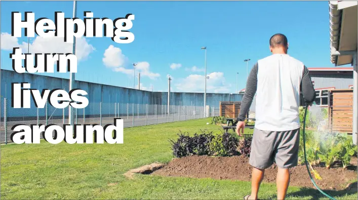  ??  ?? An inmate waters his vegetable patch at Spring Hill Correction­s Facility.