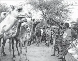  ?? MALIN FEZEHAI/FOR THE WASHINGTON POST ?? People walked for hours to attend a camel distributi­on in Kenya, with some in their best clothes. Cattle-dependent Africans are switching to livestock with more drought resistance.